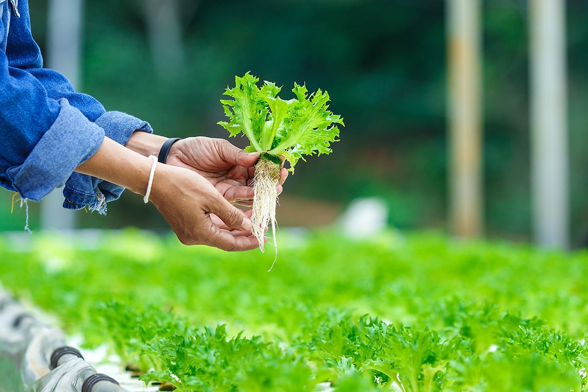 Heterogeneous Market Participation Channels and Household Welfare