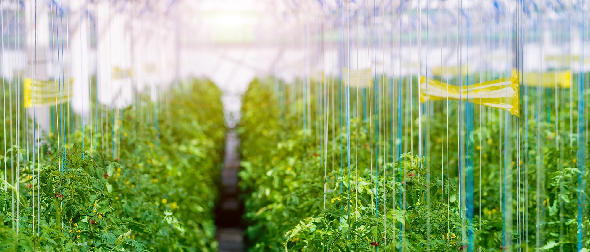 الرولات اللاصقة