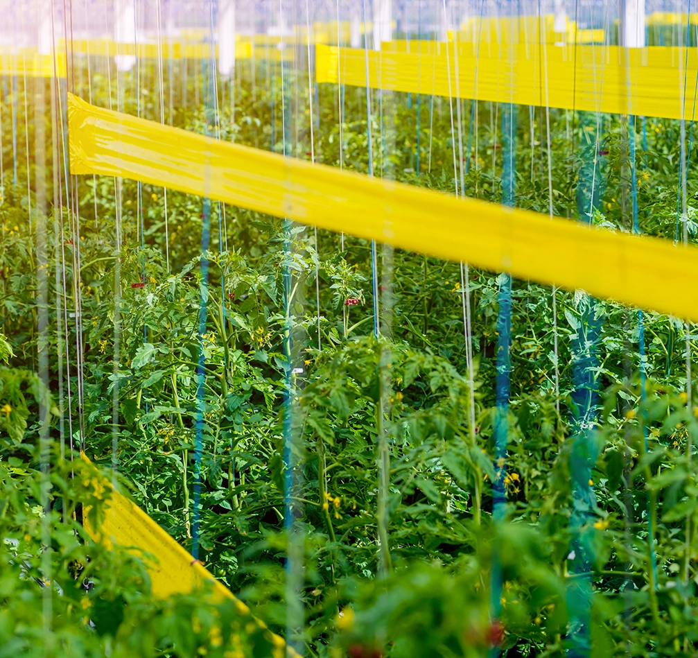 ما هى الرولات اللاصقة ؟ en