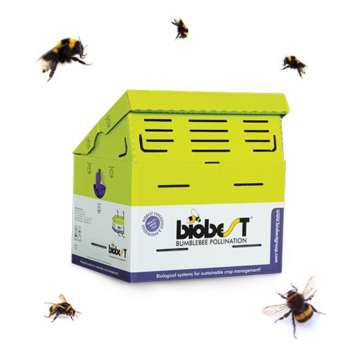 خلية النحل الطنان en