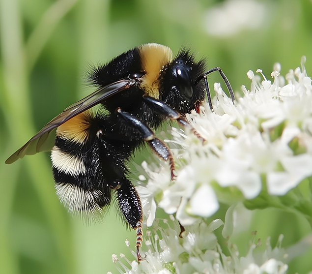 النحل الطنّان en