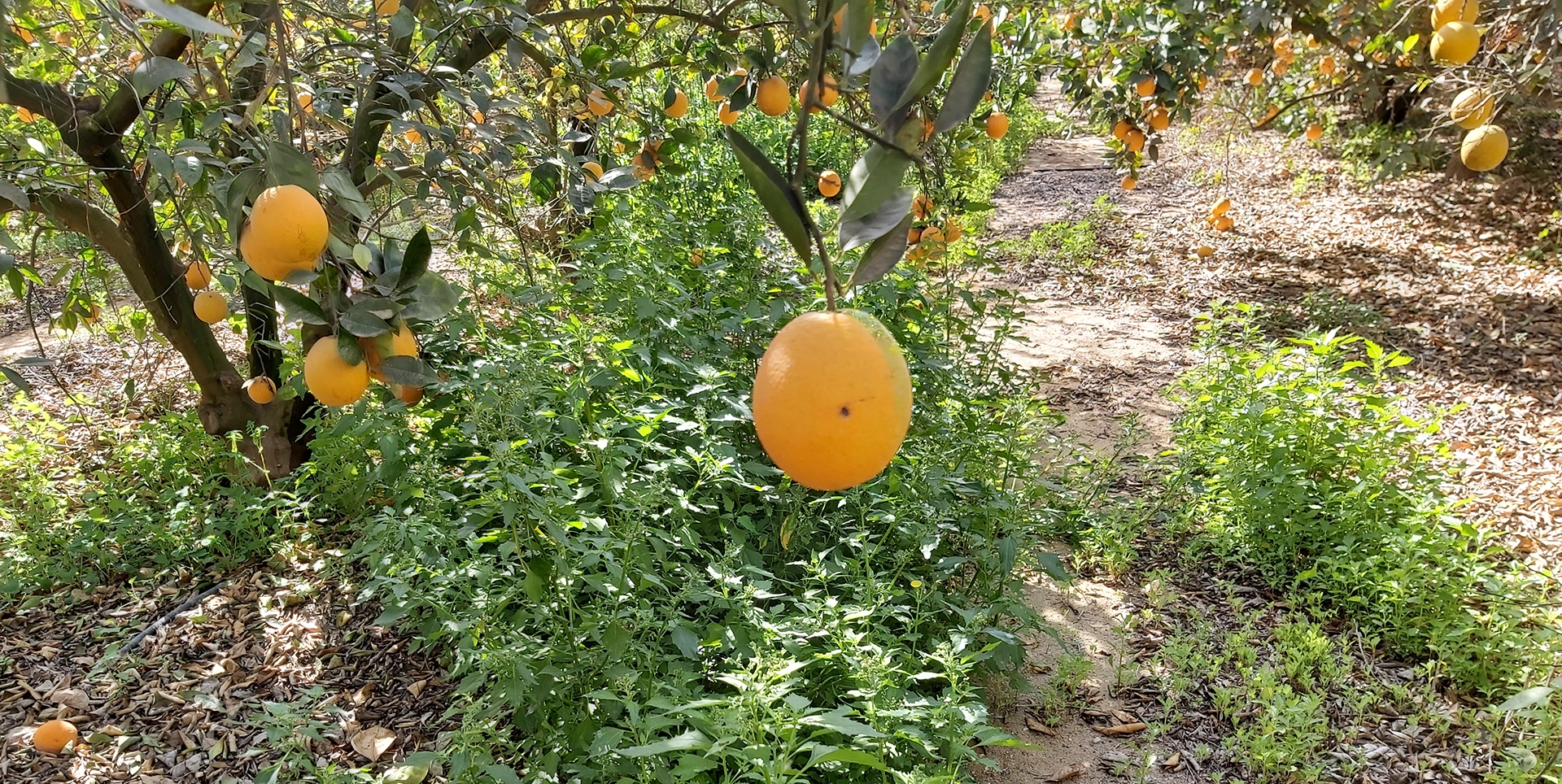 Fruit Flies Control in Ismailia Governorate