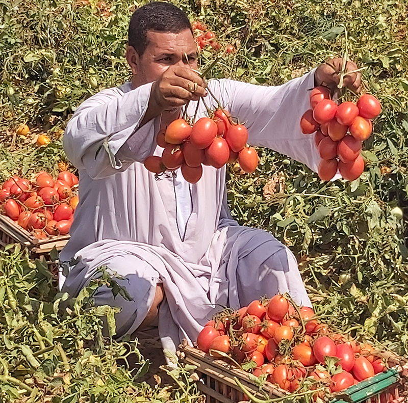 Tomato Crop Protection (Regwa & Nubaria)