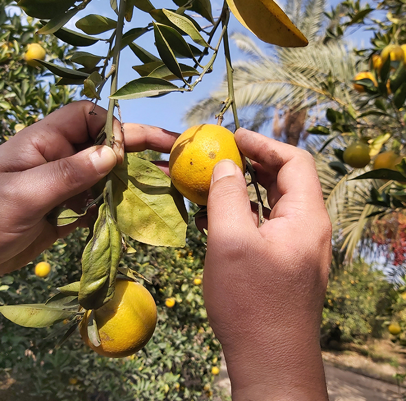 Fruit Flies Control in Ismailia Governorate