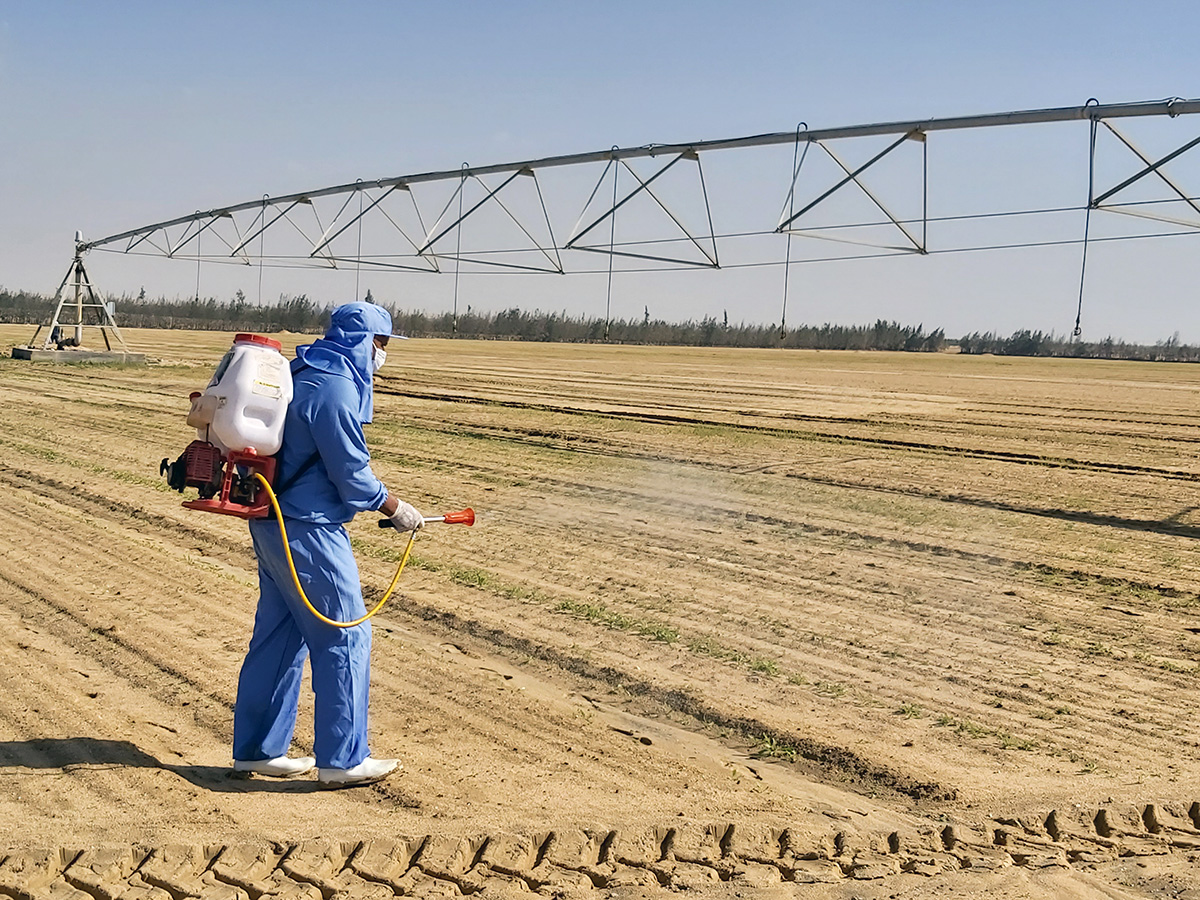 Sugar Beet Herbicide Development