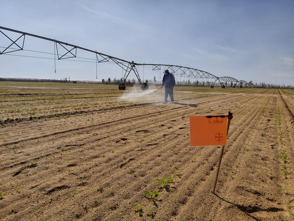 Sugar Beet Herbicide Development