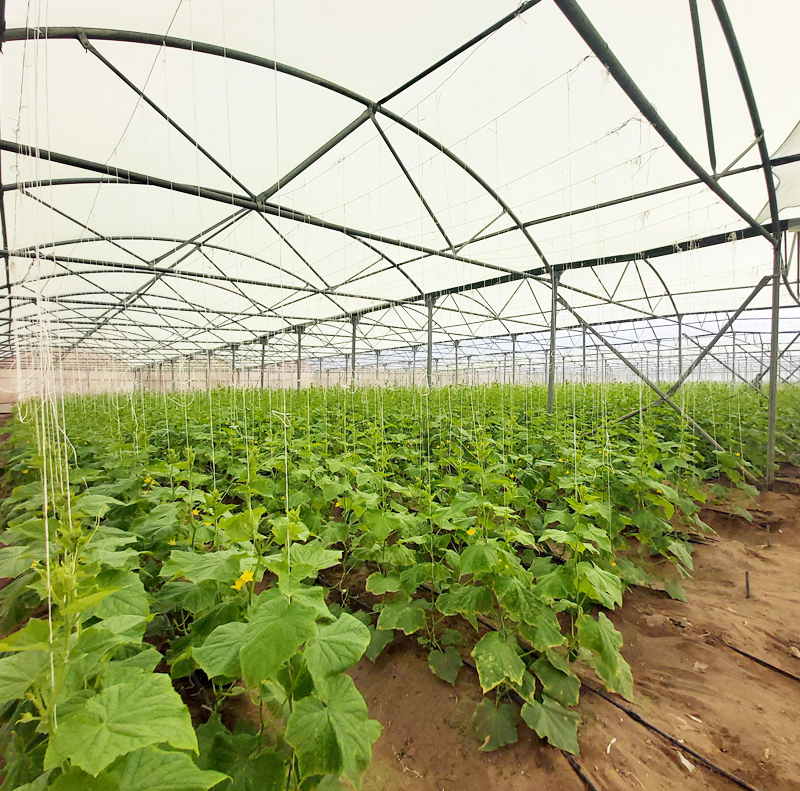 Cucumber Production