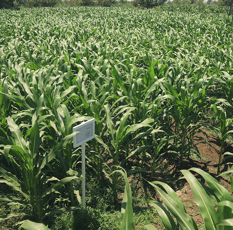 Maize Herbicide Development