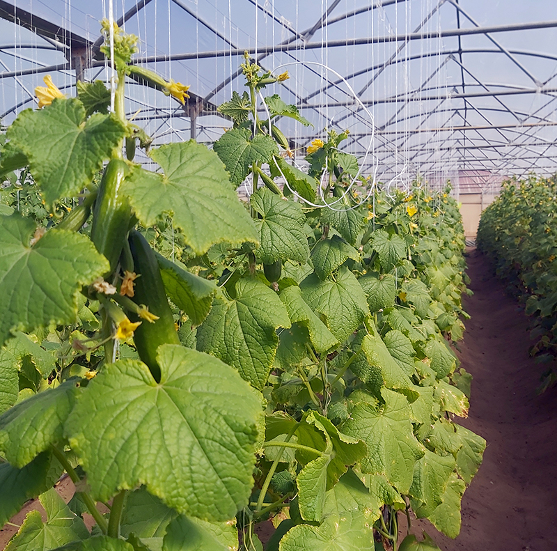 Cucumber Production