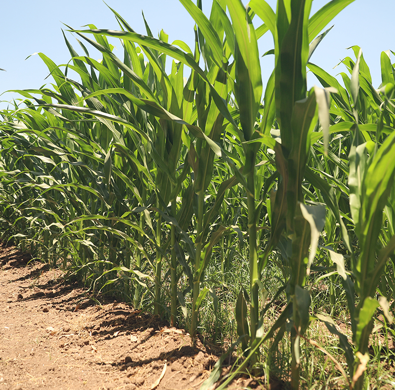 Maize Herbicide Development