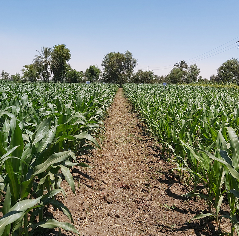 مشروع تطوير احد مركبات حشائش الذرة الشامية