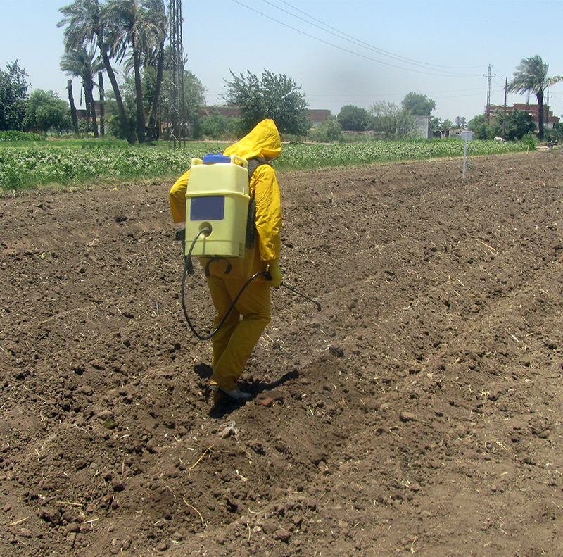 Maize Herbicide Development