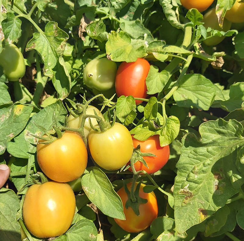 مكافحة أفة الذبابة البيضاء على محصول الطماطم (ريجوى والنوبارية)