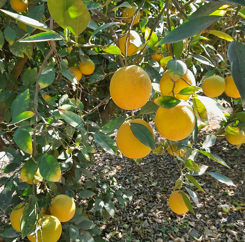 Fruit Flies Control in Ismailia Governorate