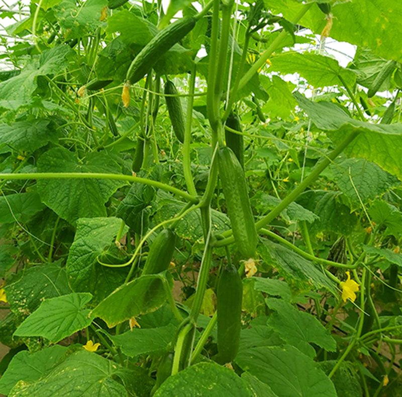 Cucumber Production