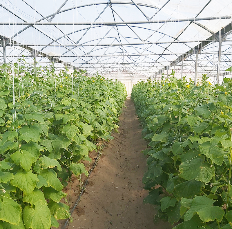 Cucumber Production