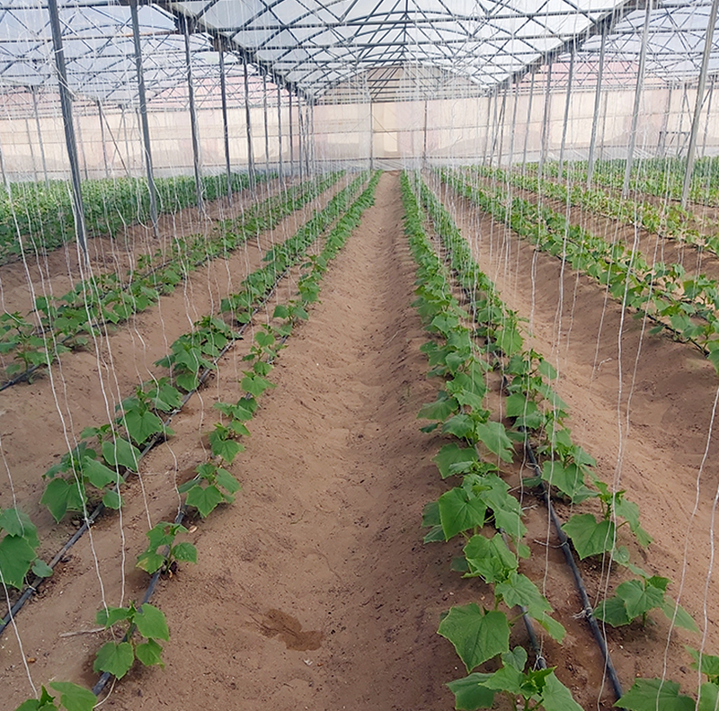 Cucumber Production