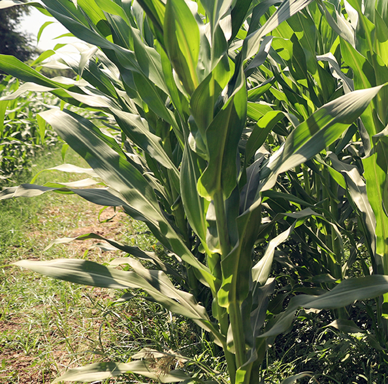 Maize Herbicide Development