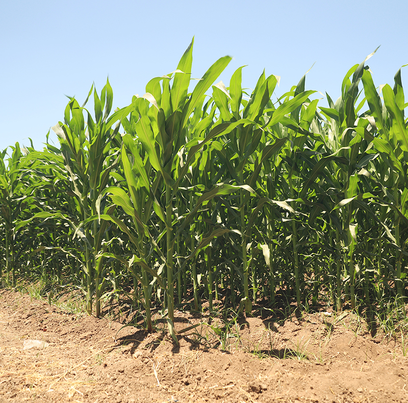 مشروع تطوير احد مركبات حشائش الذرة الشامية