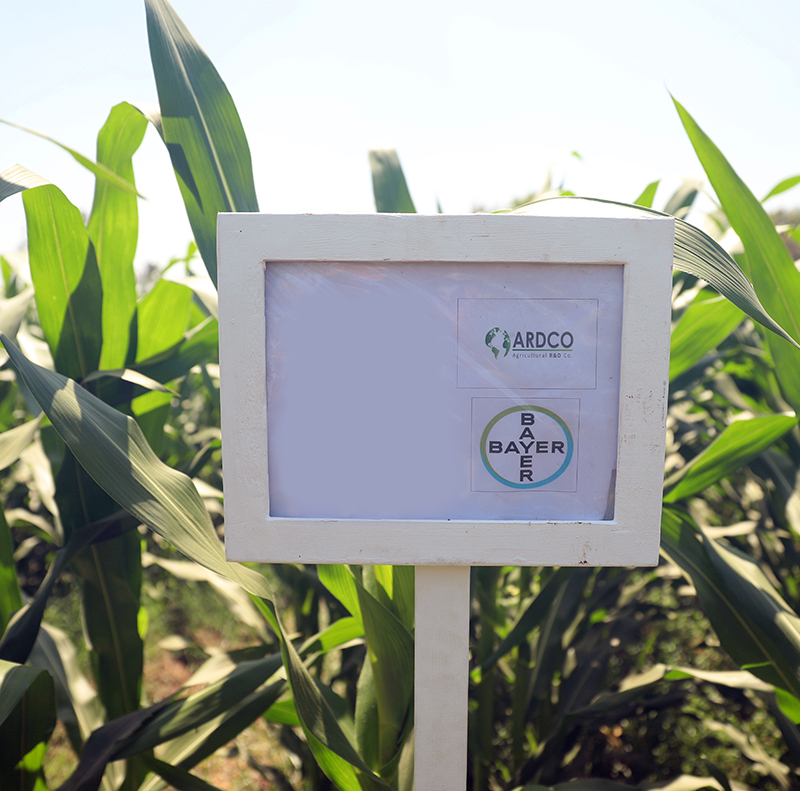 مشروع تطوير احد مركبات حشائش الذرة الشامية