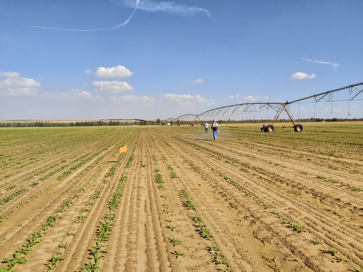 Sugar Beet Herbicide Development