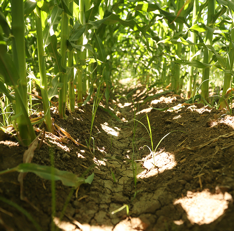 مشروع تطوير احد مركبات حشائش الذرة الشامية