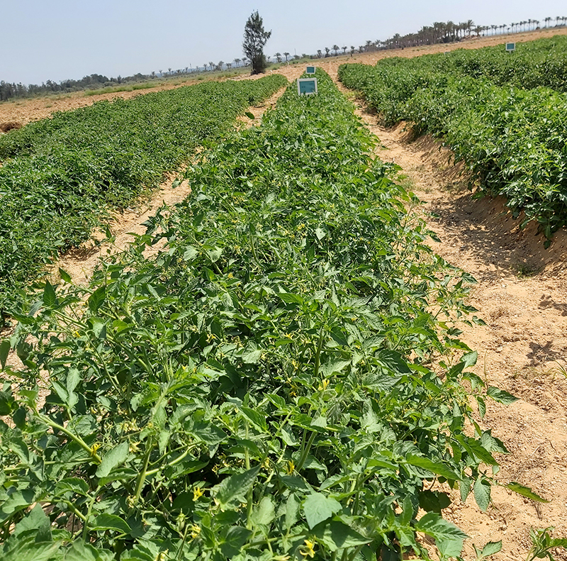 Tomato Crop Protection (Regwa & Nubaria)