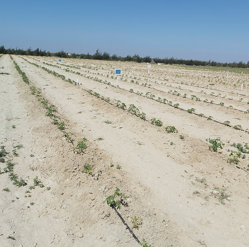 Tomato Crop Protection (Regwa & Nubaria)