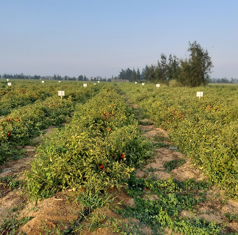 Tomato Crop Protection (Regwa & Nubaria)
