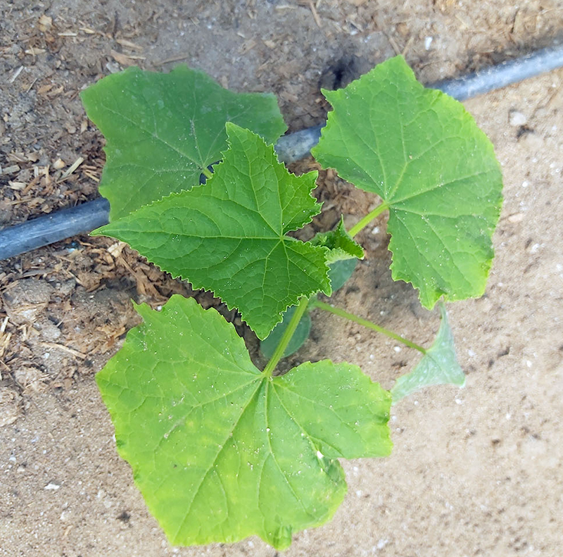 مشروع انتاج الخيار صنف براكودا