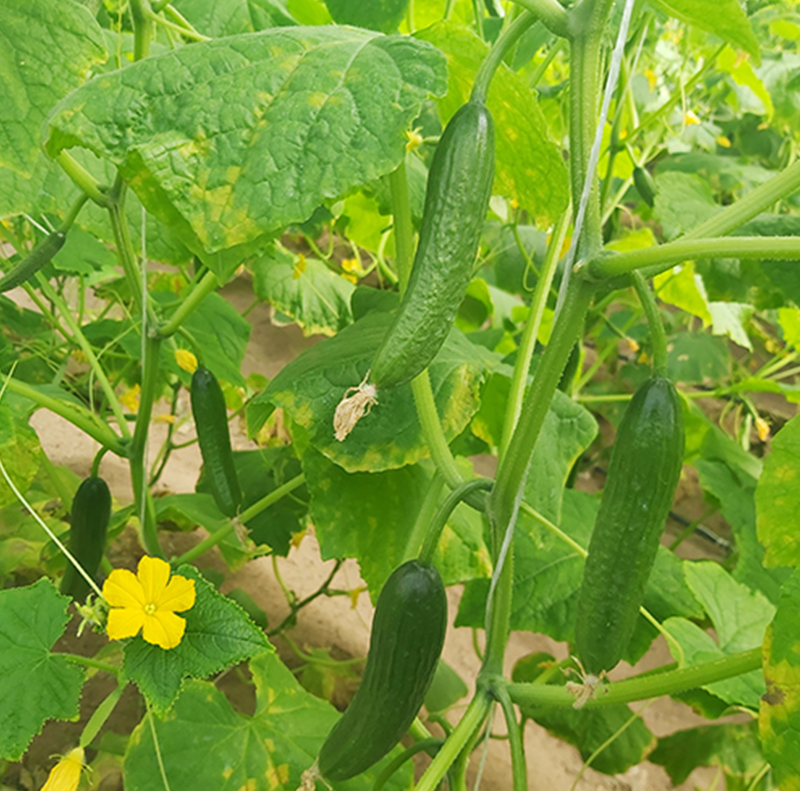 مشروع انتاج الخيار صنف براكودا