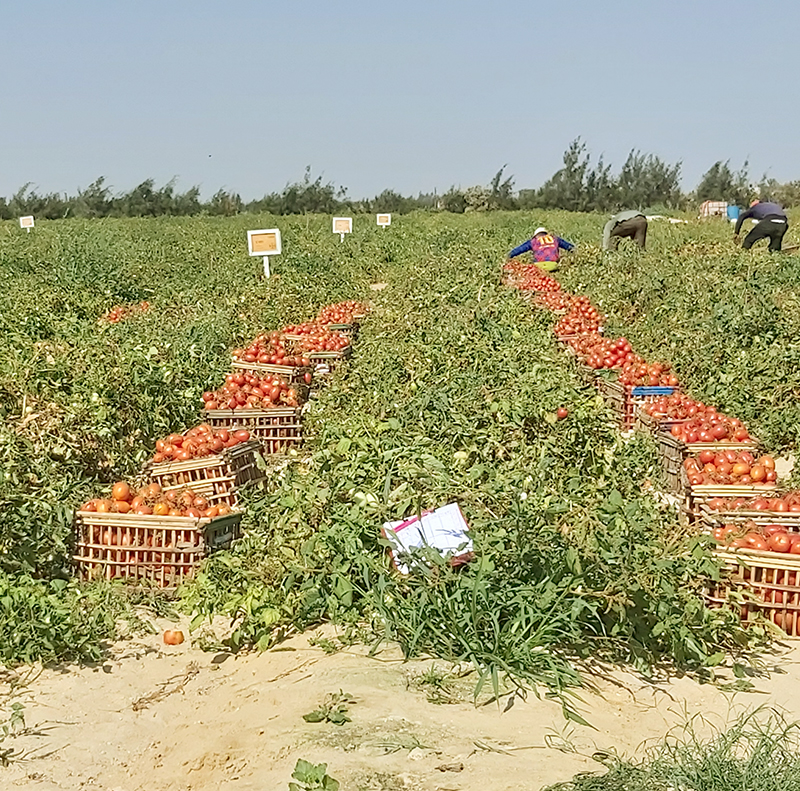 Tomato Crop Protection (Regwa & Nubaria)