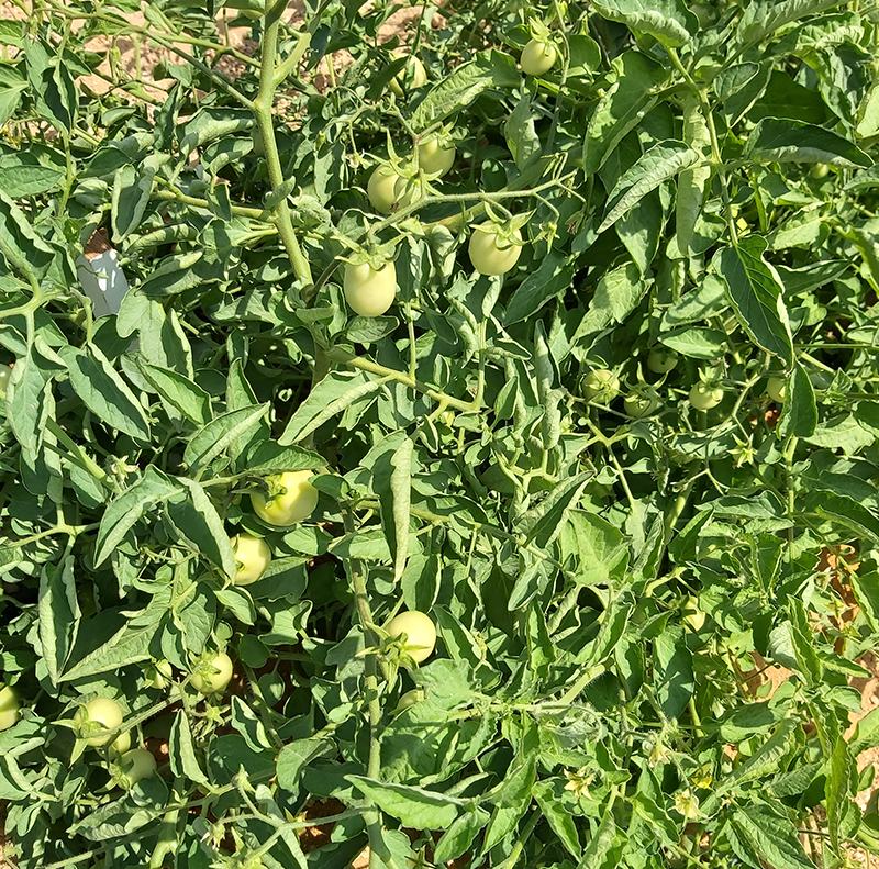 مكافحة أفة الذبابة البيضاء على محصول الطماطم (ريجوى والنوبارية)