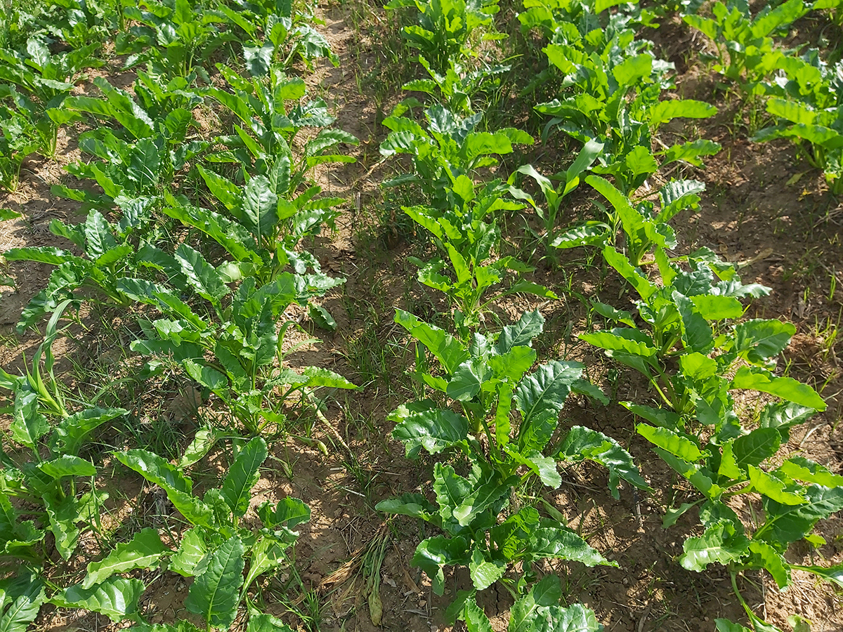 مشروع تطوير احد مركبات حشائش بنجر السكر