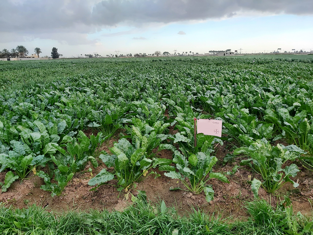 Sugar Beet Herbicide Development