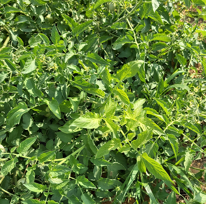 Tomato Crop Protection (Regwa & Nubaria)