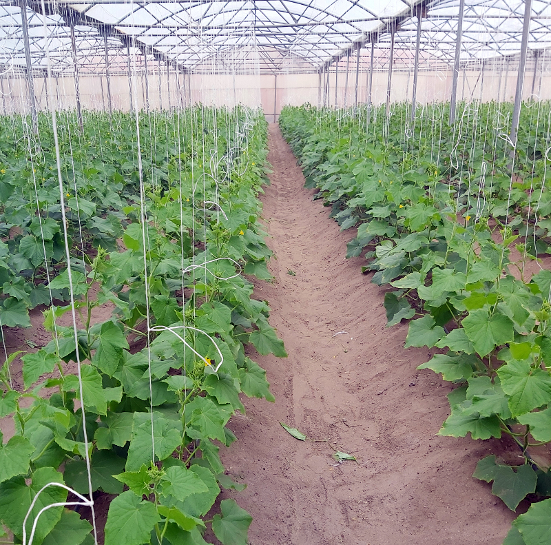 Cucumber Production