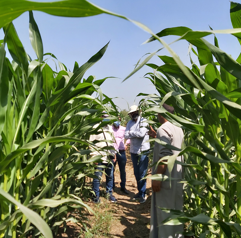 Maize Herbicide Development