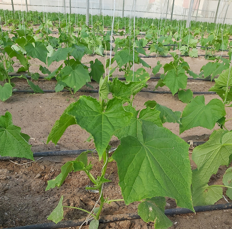 Cucumber Production