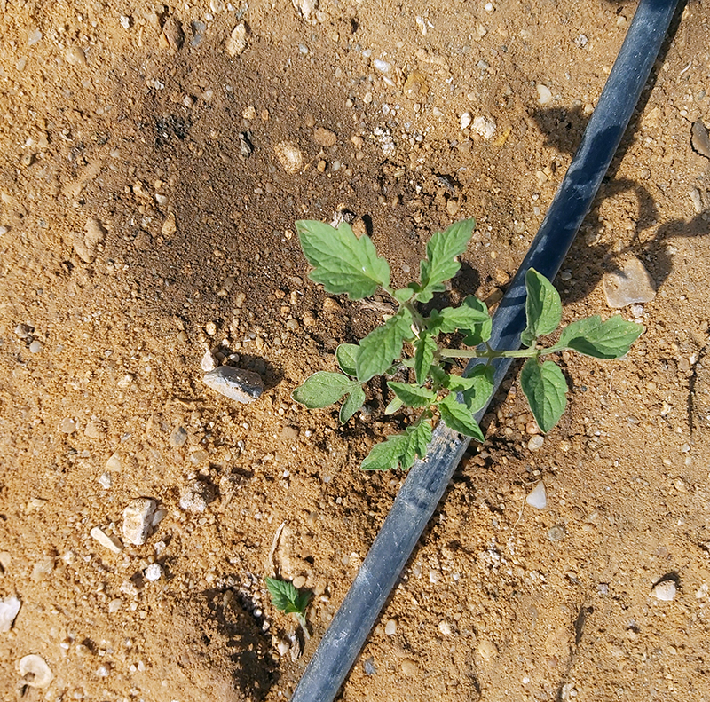 Tomato Crop Protection (Regwa & Nubaria)