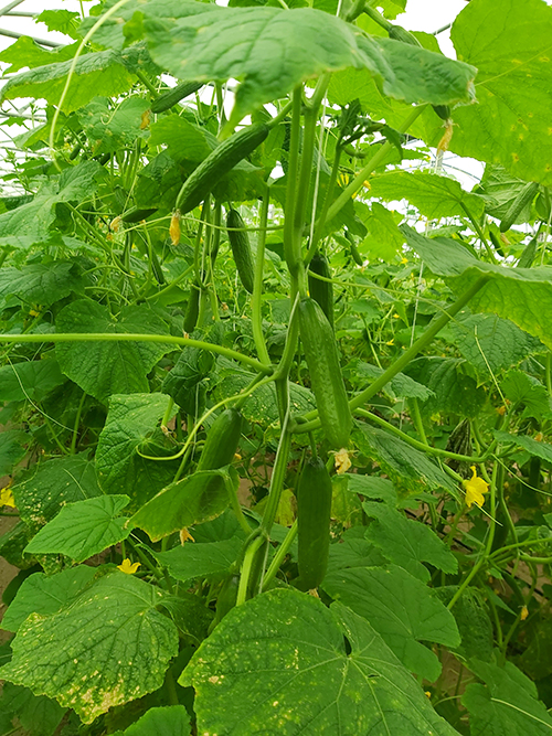 مشروع انتاج الخيار صنف براكودا