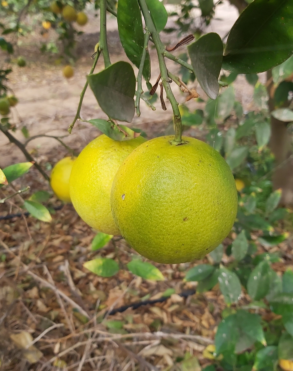 Fruit Flies Control in Ismailia Governorate